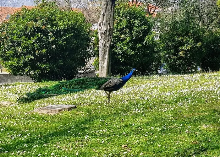 Apartmán Peacock