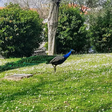 Apartmán Peacock